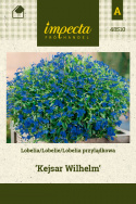 Männertreu 'Kejsar Wilhelm'