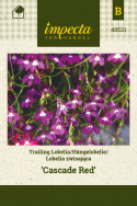 Männertreu Hängend 'Cascade Red'