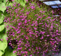 Männertreu Hängend 'Cascade Red'