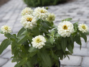 Zinnie 'Zahara Double White'