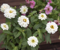 Zinnie 'Zahara Double White'