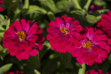 Zinnie 'Zahara Double Cherry'