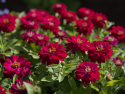 Zinnie 'Zahara Double Cherry'