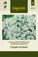 Strand-Silberkraut ‘Carpet Of Snow‘
