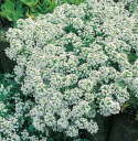 Strand-Silberkraut ‘Carpet Of Snow‘