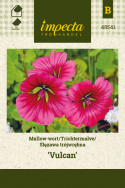 Sommermalve 'Vulcan'