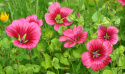 Sommermalve 'Vulcan'