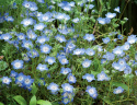Hainblume/Liebeshainblume 