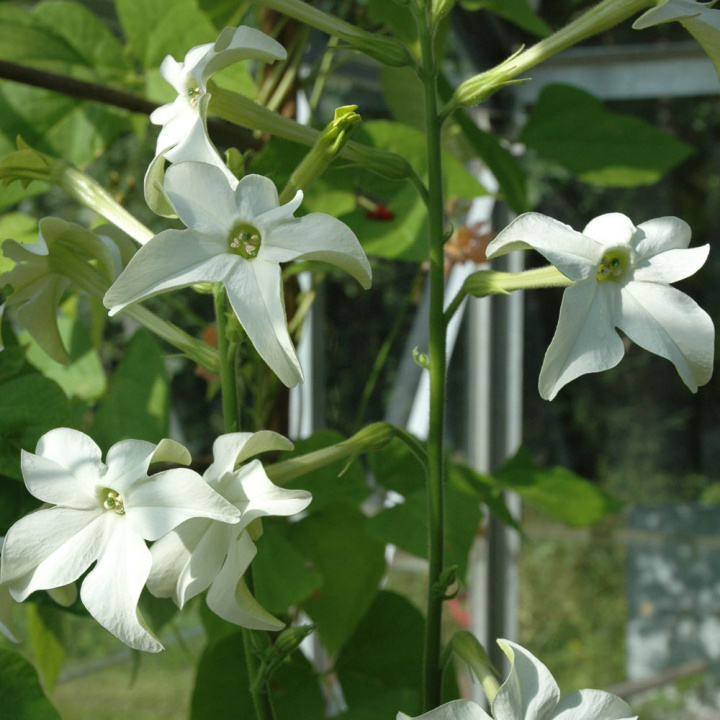 Ziertabak 'Grandiflora'