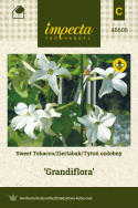 Ziertabak 'Grandiflora'