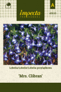 Männertreu 'Mrs. Clibran'
