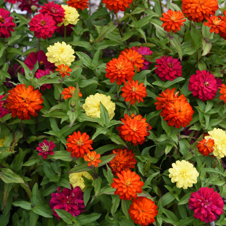 Zinnie 'Zahara Double Mix Brilliant'