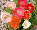Klatschmohn 'Shirley Single'