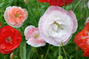 Klatschmohn 'Shirley Double'