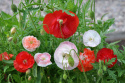 Klatschmohn 'Shirley Double'