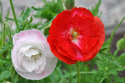 Klatschmohn 'Shirley Double'