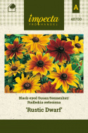 Sonnenhut 'Rustic Dwarf'