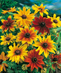 Sonnenhut 'Rustic Dwarf'