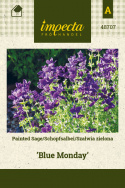Buntschopfsalbei 'Blue Monday'