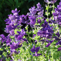 Buntschopfsalbei 'Blue Monday'