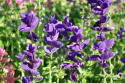 Buntschopfsalbei 'Blue Monday'