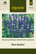 Mehliger Salbei 'Blue Bedder'
