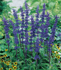 Mehliger Salbei 'Blue Bedder'