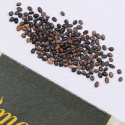 Mehliger Salbei 'Blue Bedder'