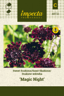 Skabiose 'Magic Night'