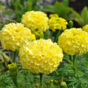 Große Tagetes 'Alaska'