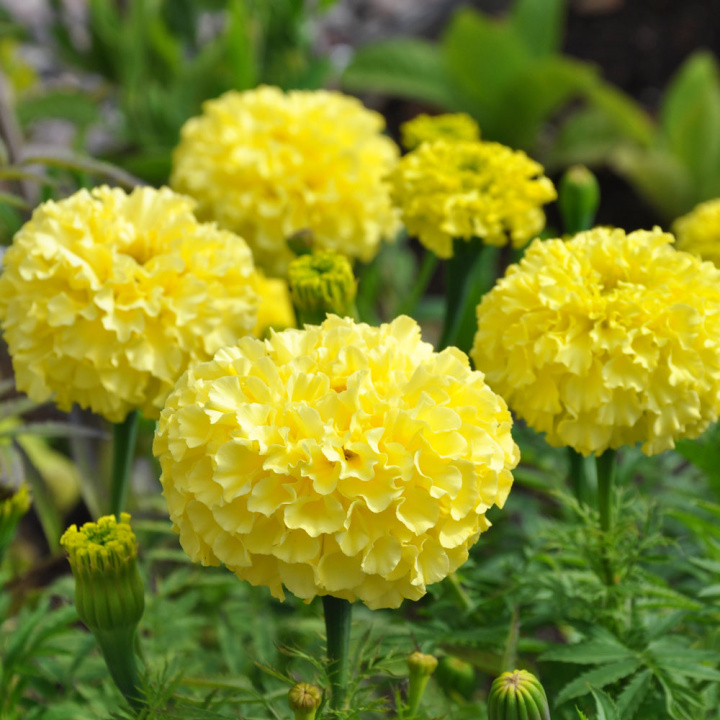 Große Tagetes 'Alaska'