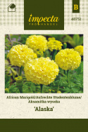 Große Tagetes 'Alaska'
