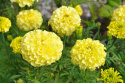 Große Tagetes 'Alaska'