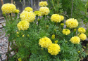 Große Tagetes 'Alaska'