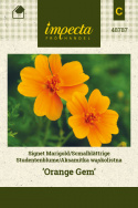 Gewürztagetes 'Orange Gem'