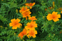 Gewürztagetes 'Orange Gem'