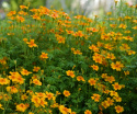 Gewürztagetes 'Orange Gem'