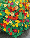 Kapuzinerkresse 'Jewel Of Africa'