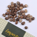 Kapuzinerkresse 'Jewel Of Africa'