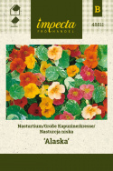 Kapuzinerkresse 'Alaska'