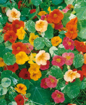 Kapuzinerkresse 'Alaska'