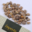 Kapuzinerkresse 'Alaska'