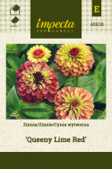 Zinnie ’Queeny Lime Red'