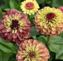 Zinnie ’Queeny Lime Red'