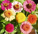 Zinnie 'Old Scabiosa'