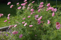 Schmuckkörbchen 'Double Click Rose Bonbon'