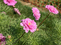 Schmuckkörbchen 'Double Click Rose Bonbon'