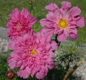 Schmuckkörbchen 'Double Click Rose Bonbon'