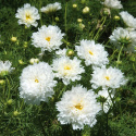 Schmuckkörbchen 'Double Click Snow Puff'