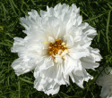 Schmuckkörbchen 'Double Click Snow Puff'
